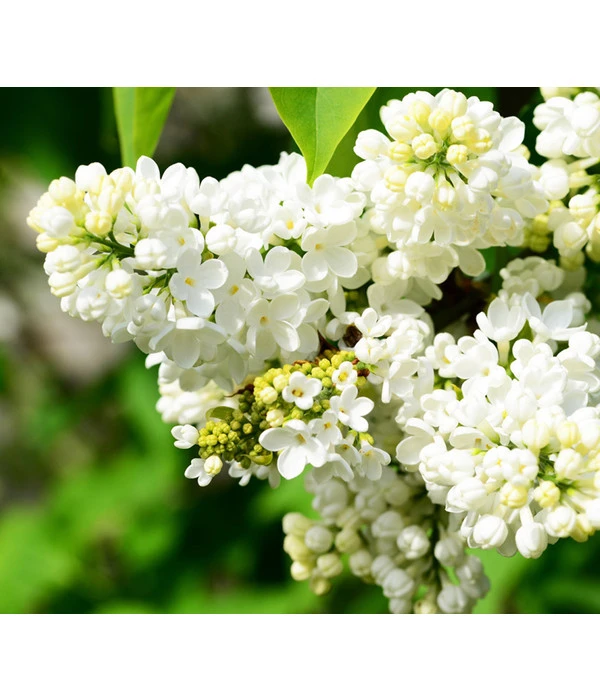 Flieder 'Mme. Lemoine' 3 Flieder 'Mme. Lemoine'