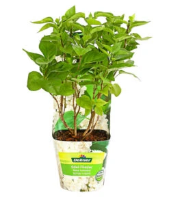 Flieder 'Mme. Lemoine' 7 Flieder 'Mme. Lemoine' -Ecopots Garten Geschaft 7494164 WE FS 001 FliederSyringaMmeLemoineBusch2LiterDehnerExpressHerzig