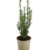 Säulen-Eibe 'Fastigiata' -Ecopots Garten Geschaft 7503972 WE FS 001 SaeulenEibeFastigiataTaxusBaccata