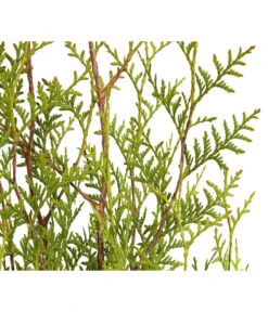 7 Meter Lebensbaum 'Brabant', 20 X Ca. 100-125 Cm -Ecopots Garten Geschaft 7511009 WE DE 001 LebensbaumThujaOccidentalisBrabant3L