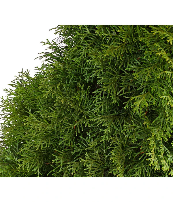 3 Meter Lebensbaum 'Smaragd', 6 X Ca. 150-175 Cm 7 3 Meter Lebensbaum 'Smaragd', 6 X Ca. 150-175 Cm – Bild 5