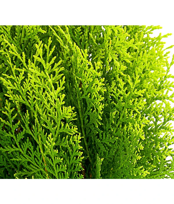 Gelber Zwerg-Lebensbaum 'Aurea Nana' 4 Gelber Zwerg-Lebensbaum 'Aurea Nana' – Bild 2