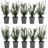 2-3 Meter Europäische Eibe, 10 X Ca. 30 Cm -Ecopots Garten Geschaft 7517766 WE FS 002 TaxusBaccata2m