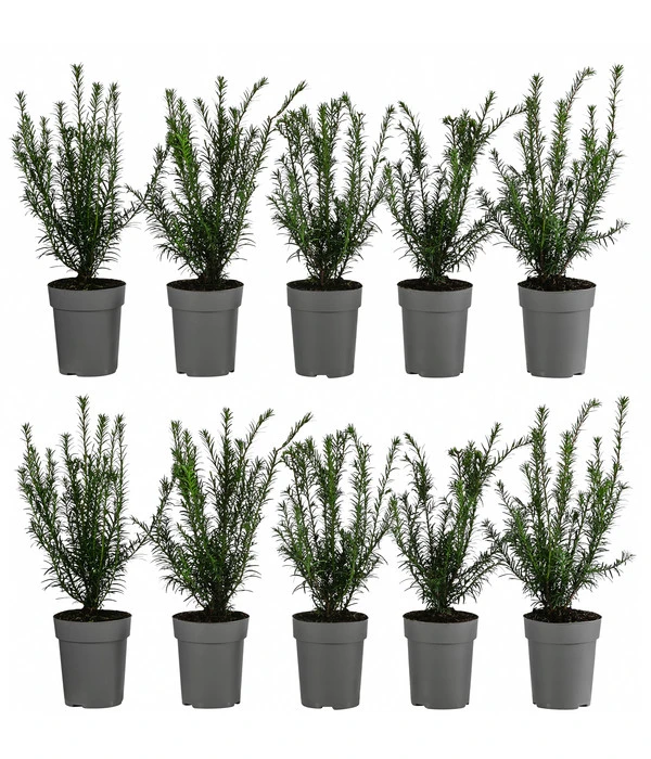 2-3 Meter Europäische Eibe, 10 X Ca. 30 Cm 3 2-3 Meter Europäische Eibe, 10 X Ca. 30 Cm