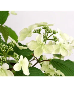 Japanischer Schneeball 'Kilimandjaro' 7 Japanischer Schneeball 'Kilimandjaro' -Ecopots Garten Geschaft 7533458 WE DE 001 ViburnumPlicatumImmergruenerSchneeballKilimandjaro3LDehnerExpressHerzig