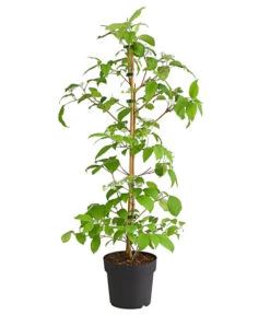 Japanischer Schneeball 'Kilimandjaro' 6 Japanischer Schneeball 'Kilimandjaro' -Ecopots Garten Geschaft 7533458 WE FS 001 ViburnumPlicatumImmergruenerSchneeballKilimandjaro3LDehnerExpressHerzig