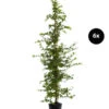 3 Meter Hainbuche, 6 X Ca. 200-225 Cm 2 3 Meter Hainbuche, 6 X Ca. 200-225 Cm -Ecopots Garten Geschaft 7548241 WE FS 003 HainbucheCarpinusBetulusHecke6x