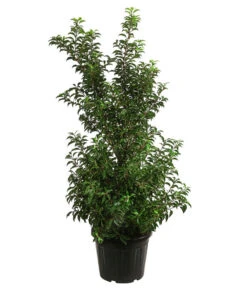 XXL Portugiesischer Kirschlorbeer 'Brenelia', Ca. 170-190 Cm