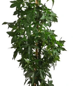 XXL Amberbaum, Ca. 175-200 Cm -Ecopots Garten Geschaft 7550668 WE DE 002 LiquidambarStyracifluaAmberbaumXXL