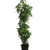 XXL Amberbaum, Ca. 175-200 Cm -Ecopots Garten Geschaft 7550668 WE FS 002 LiquidambarStyracifluaAmberbaumXXL