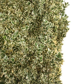 Japanischer Spindelstrauch 'Bravo', Ca. 100-125 Cm -Ecopots Garten Geschaft 7551401 WE DE 001 JapanischerSpindelstrauchBravoXXL