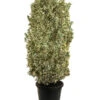 Japanischer Spindelstrauch 'Bravo', Ca. 100-125 Cm -Ecopots Garten Geschaft 7551401 WE FS 004 XXLJapanischerSpindelstrauchBravoXXL