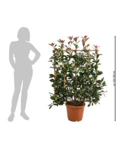 Purpur-Glanzmispel 'Red Robin', Ca. 120-140 Cm -Ecopots Garten Geschaft 7553209 WE BG 001 PurpurGlanzmispelRedRobin120140