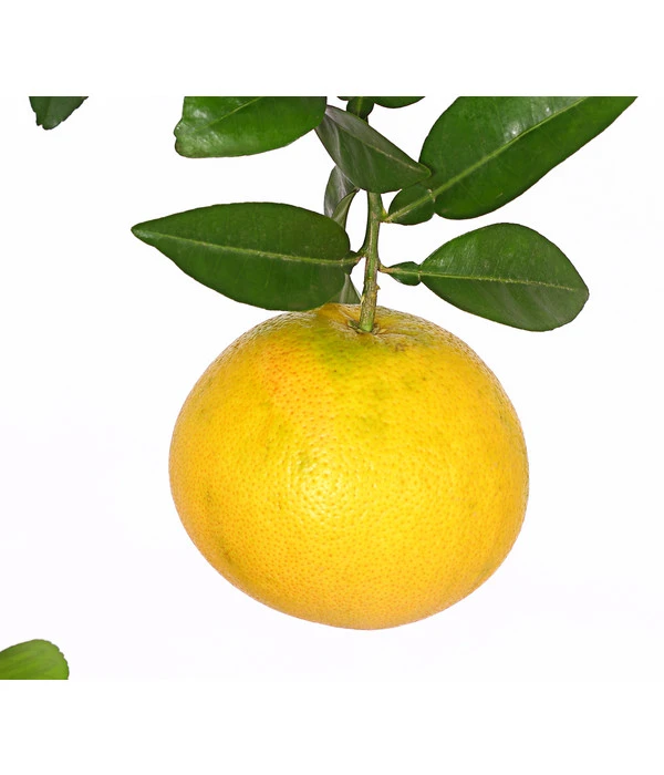 Gelbe Grapefruit 4 Gelbe Grapefruit – Bild 2