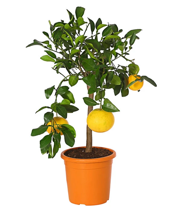 Gelbe Grapefruit 3 Gelbe Grapefruit