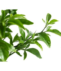 Winterharte Zitrone -Ecopots Garten Geschaft 7623069 WE DE 002 CitrusPoncirusWinterharteZitroneT20