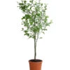 Winterharte Zitrone 2 Winterharte Zitrone -Ecopots Garten Geschaft 7623069 WE FS 002 CitrusPoncirusWinterharteZitroneT20