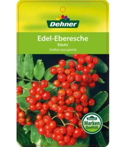 Eberesche 'Edulis' -Ecopots Garten Geschaft 7638513 Edel EberescheEdulis Etikett 1