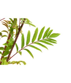 Eberesche 'Edulis' -Ecopots Garten Geschaft 7638513 PR DE 002 EberescheEdulisBusch95LiterDehnerExpressHerzig