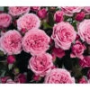 Zwergrose 'Pink Babyflor®' -Ecopots Garten Geschaft 7802929 WE DE 001 ZwergrosePinkBabyflorTantauRet