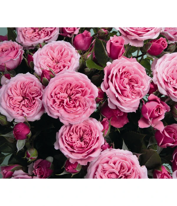 Zwergrose 'Pink Babyflor®' 3 Zwergrose 'Pink Babyflor®'