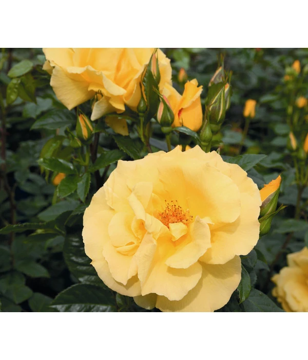 Kletterrose 'Dukat®' 4 Kletterrose 'Dukat®' – Bild 2