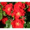 Strauchrose 'Paprika®'