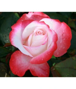 Edelrose 'Nostalgie®'