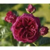 Nostalgie®-Edelrose 'Marietta®' Gartenliebe, 3er-Set 1 Nostalgie®-Edelrose 'Marietta®' Gartenliebe, 3er-Set -Ecopots Garten Geschaft 7803844 PR DE 001 MariettaTantau