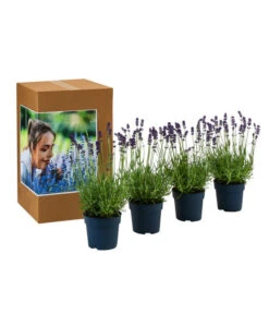 Neue Veröffentlichungen -Ecopots Garten Geschaft 7805773 WE FS 002 LavendelpaketDuftLavendelAngustifoliaFeliceLavandula4Pflanzen