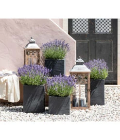 Duft-Lavendel 'Felice', 4er-Set -Ecopots Garten Geschaft 7805773 WE MO 001 Lavendel 1