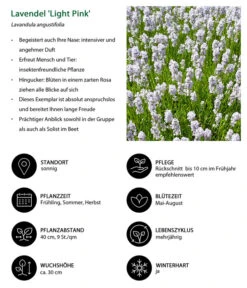 Lavendel-Set Lavendel-Vielfalt, 4-teilig 14 Lavendel-Set Lavendel-Vielfalt, 4-teilig -Ecopots Garten Geschaft 7805781 WE IG 001 LavendelLightPinkAngustifoliaLightPinkLuckner