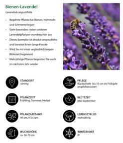 Lavendel-Set Lavendel-Vielfalt, 4-teilig 12 Lavendel-Set Lavendel-Vielfalt, 4-teilig -Ecopots Garten Geschaft 7805799 WE IG 001 BienenLavendel
