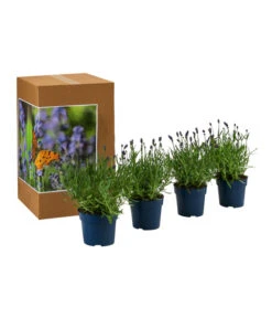 Neue Veröffentlichungen -Ecopots Garten Geschaft 7805807 WE FS 002 LavendelpaketLavandulaSchmetterlingslavendel4PflanzenT12