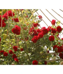 Kletterrose 'Amadeus®'