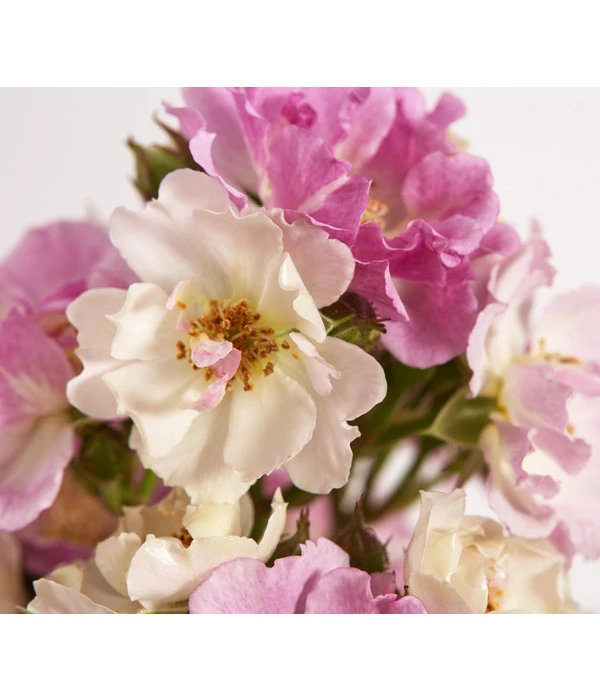 Ramblerrosen, Verschiedene Sorten 3 Ramblerrosen, Verschiedene Sorten