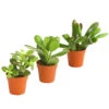 Geldbaum-Set - Crassula, Verschiedene Sorten, 3-teilig -Ecopots Garten Geschaft 7976319 WE FS 001 GeldbaumCrassula3erMixT5DehnerExpressHerzig