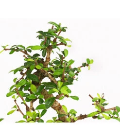 Bonsai Fukientee - Carmona Microphylla, 6 Jahre -Ecopots Garten Geschaft 7977028 WE DE 001 BonsaiFukienteeCarmonaMicrophylla6JahreDehnerExpressHerzig