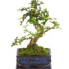 Bonsai Fukientee - Carmona Microphylla, 6 Jahre 1 Bonsai Fukientee - Carmona Microphylla, 6 Jahre -Ecopots Garten Geschaft 7977028 WE FS 001 BonsaiFukienteeCarmonaMicrophylla6JahreDehnerExpressHerzig