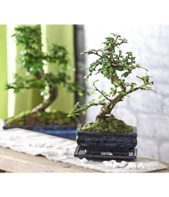 Bonsai Fukientee - Carmona Microphylla, 6 Jahre -Ecopots Garten Geschaft 7977028 WE MO 001 BonsaiFukienteeCarmonaMicrophylla6JahreDehnerExpressHerzig