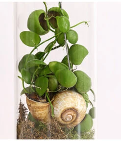 Schneckenhauspflanze Im Glas - Dischidia Pectinoides 'Snaily' -Ecopots Garten Geschaft 7977796 PR DE 001 SnailyDischidiaPectenoidesSchneckenhauspflanzeImAcrylglasDehnerExpressHerzig