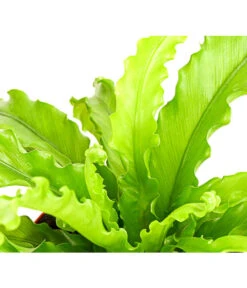 Farn-Set, Verschiedene Sorten, 3-teilig -Ecopots Garten Geschaft 7978083 PR DE 001 Farn3erSetT12DehnerExpressHerzig