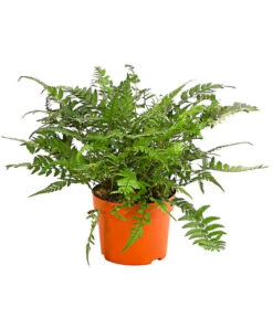 Farn-Set, Verschiedene Sorten, 3-teilig -Ecopots Garten Geschaft 7978083 PR FS 002 Farn3erSetT12DehnerExpressHerzig