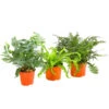Farn-Set, Verschiedene Sorten, 3-teilig 2 Farn-Set, Verschiedene Sorten, 3-teilig -Ecopots Garten Geschaft 7978083 PR FS Mix Farn3erSetT12Dehner