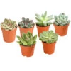 Echeverien-Set - Echeveria, Verschiedene Sorten 2 Echeverien-Set - Echeveria, Verschiedene Sorten -Ecopots Garten Geschaft 7978117 PR FS Mix EcheverieSukkulenten6erSetT6DehnerExpressHerzig