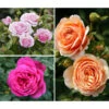 Rosen-Set Dufterlebnis, Pink/lavendel/apricot, 3-teilig -Ecopots Garten Geschaft 7978141 PR MO 001 RosenpaketDufterlebnisTantau