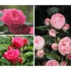 Rosen-Set 'Rokoko®', 3-teilig -Ecopots Garten Geschaft 7978224 PR MO 001 RosenpaketRokokoTantau