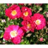 Bodendeckerrose 'Lipstick®', 3er-Set -Ecopots Garten Geschaft 7978356 WE DE 002 RoseLipstickTantau