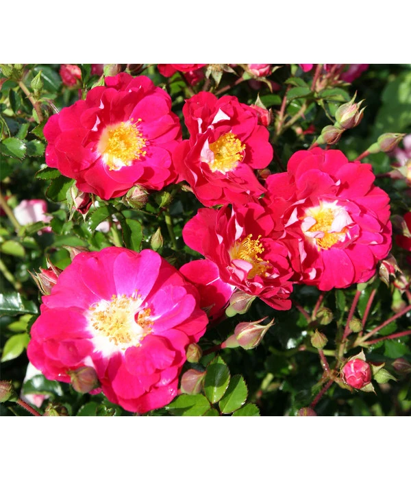 Bodendeckerrose 'Lipstick®', 3er-Set 3 Bodendeckerrose 'Lipstick®', 3er-Set