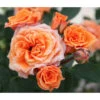 Zwergrose 'Clementine®' -Ecopots Garten Geschaft 7978430 WE DE 001 ZwergroseClementineTantau